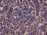 KAP3 Antibody in Immunohistochemistry (Paraffin) (IHC (P))