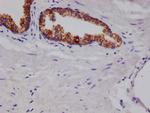 Arginase 2 Antibody in Immunohistochemistry (Paraffin) (IHC (P))