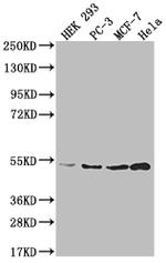 AHCY Antibody in Western Blot (WB)