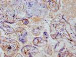 Thrombomodulin Antibody in Immunohistochemistry (Paraffin) (IHC (P))