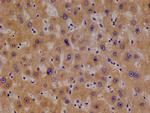 TBK1 Antibody in Immunohistochemistry (Paraffin) (IHC (P))