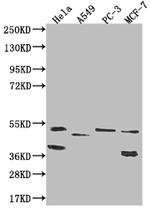 TAPP1 Antibody in Western Blot (WB)