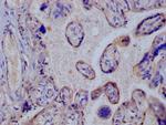 GLUT3 Antibody in Immunohistochemistry (Paraffin) (IHC (P))