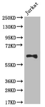 GLUT3 Antibody in Western Blot (WB)