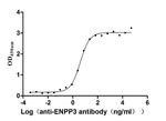 CD203c Antibody in Neutralization (Neu)