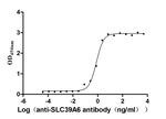 SLC39A6 Antibody in Neutralization (Neu)