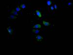 CD147 Antibody in Immunocytochemistry (ICC/IF)