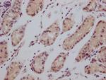 CD147 Antibody in Immunohistochemistry (Paraffin) (IHC (P))