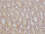 CD147 Antibody in Immunohistochemistry (Paraffin) (IHC (P))