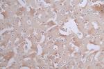 Phospho-Tau (Ser404) Antibody in Immunohistochemistry (Paraffin) (IHC (P))