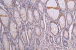 SIRP alpha Antibody in Immunohistochemistry (Paraffin) (IHC (P))