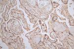 GAA Antibody in Immunohistochemistry (Paraffin) (IHC (P))