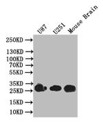 BDNF Antibody in Western Blot (WB)