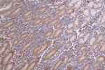 Caspase 3 Antibody in Immunohistochemistry (Paraffin) (IHC (P))