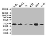 Caspase 3 Antibody in Western Blot (WB)