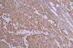 GLUT2 Antibody in Immunohistochemistry (Paraffin) (IHC (P))