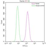 Ferritin Heavy Chain Antibody in Flow Cytometry (Flow)