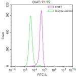 ChAT Antibody in Flow Cytometry (Flow)