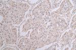 ChAT Antibody in Immunohistochemistry (Paraffin) (IHC (P))