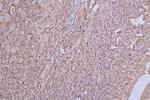 INMT Antibody in Immunohistochemistry (Paraffin) (IHC (P))