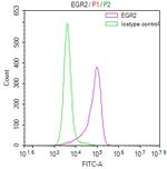 EGR2 Antibody in Flow Cytometry (Flow)