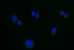 LGR6 Antibody in Immunocytochemistry (ICC/IF)