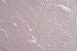 Pannexin 1 Antibody in Immunohistochemistry (Paraffin) (IHC (P))