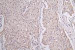 Pannexin 1 Antibody in Immunohistochemistry (Paraffin) (IHC (P))