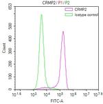 CRMP2 Antibody in Flow Cytometry (Flow)