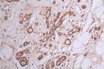 CRMP2 Antibody in Immunohistochemistry (Paraffin) (IHC (P))