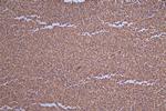 Carbonic Anhydrase I Antibody in Immunohistochemistry (Paraffin) (IHC (P))