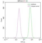 SERCA2 ATPase Antibody in Flow Cytometry (Flow)