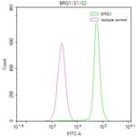 BRG1 Antibody in Flow Cytometry (Flow)