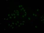 BRG1 Antibody in Immunocytochemistry (ICC/IF)