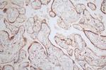 NAIP Antibody in Immunohistochemistry (Paraffin) (IHC (P))