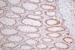 LEF1 Antibody in Immunohistochemistry (Paraffin) (IHC (P))