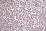 LEF1 Antibody in Immunohistochemistry (Paraffin) (IHC (P))