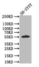 AKT Pan Antibody in Western Blot (WB)