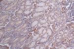 Paxillin Antibody in Immunohistochemistry (Paraffin) (IHC (P))