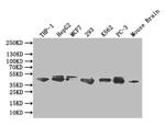 ERK1/ERK2 Antibody in Western Blot (WB)