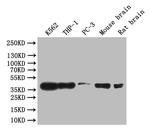 CREB Antibody in Western Blot (WB)