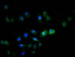 HNF4A Antibody in Immunocytochemistry (ICC/IF)