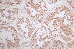 WDR5 Antibody in Immunohistochemistry (Paraffin) (IHC (P))