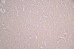 alpha Synuclein Antibody in Immunohistochemistry (Paraffin) (IHC (P))