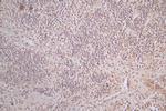 alpha Synuclein Antibody in Immunohistochemistry (Paraffin) (IHC (P))