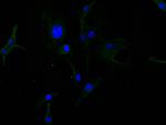 GFAP Antibody in Immunocytochemistry (ICC/IF)