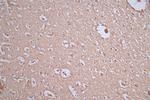 GFAP Antibody in Immunohistochemistry (Paraffin) (IHC (P))