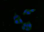 FGFR1 Antibody in Immunocytochemistry (ICC/IF)