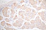 UBE2C Antibody in Immunohistochemistry (Paraffin) (IHC (P))