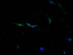 Cathepsin L Antibody in Immunocytochemistry (ICC/IF)